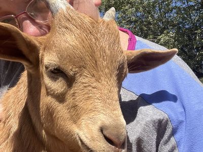 Adorable Nigerian Dwarf Goat - Friendly & Healthy Male Kid