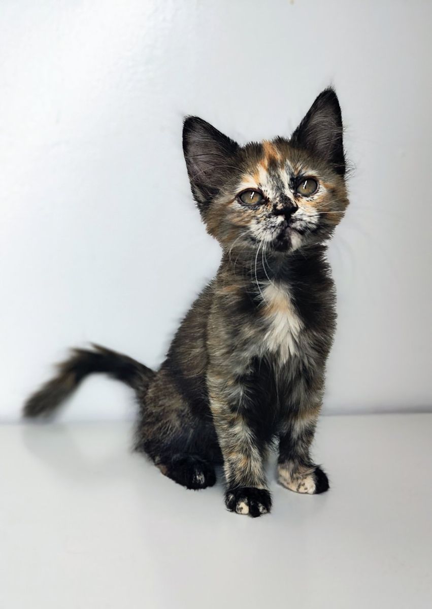 Maine Coon mix kittens. Polydactyl male