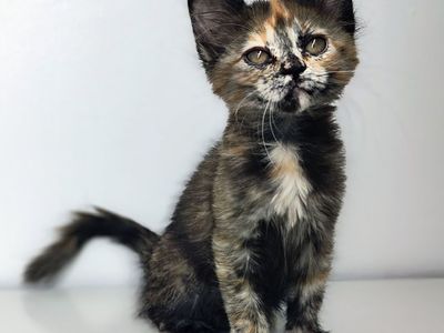 Maine Coon mix kittens. Polydactyl male