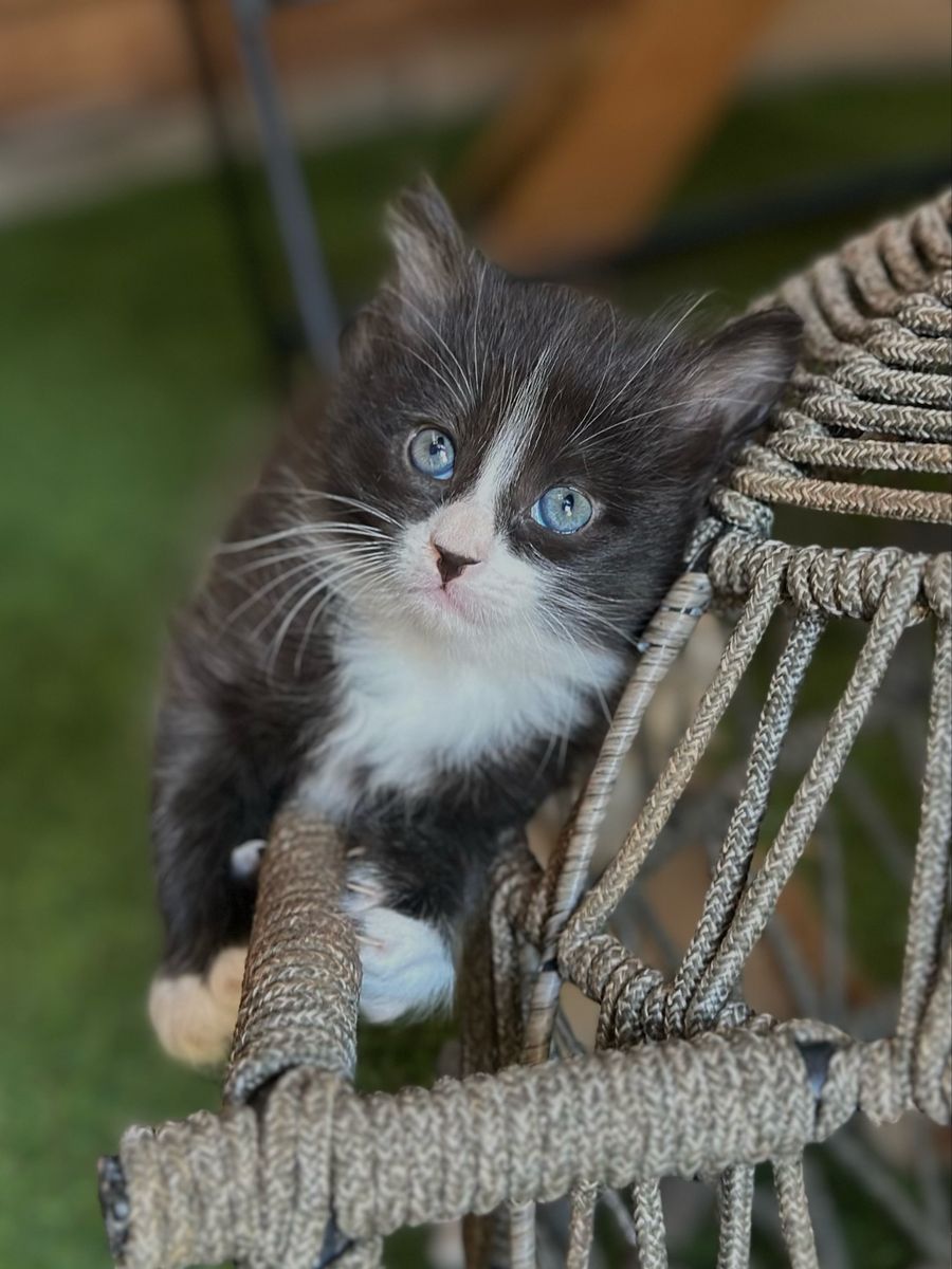 Adorable Fluffy Kittens 