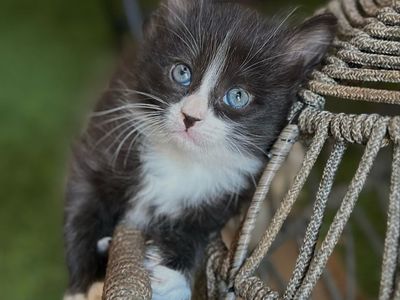 Adorable Fluffy Kittens