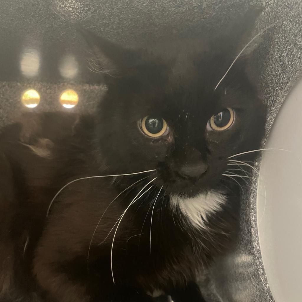 Hello my name is Brennan