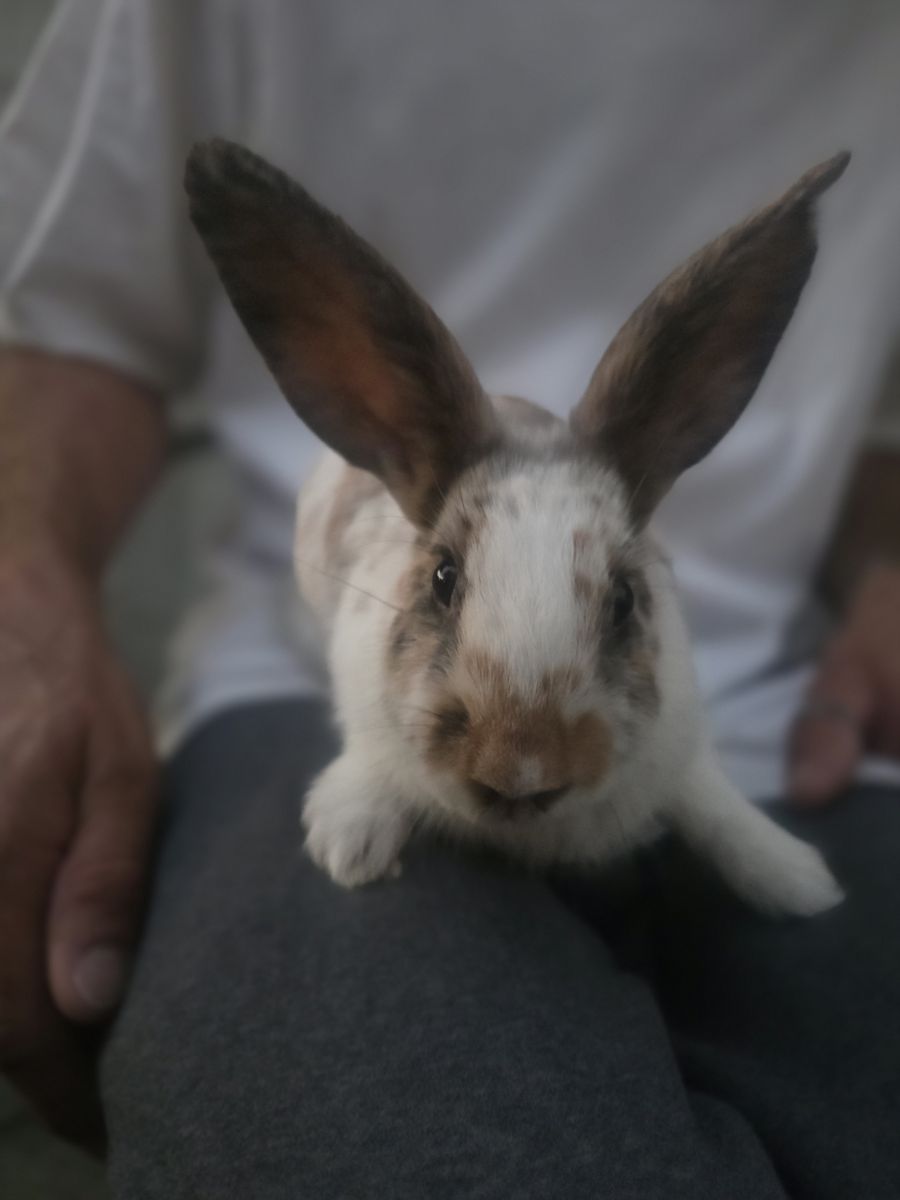 Only 3 left! Rhinelander mix Bunnies