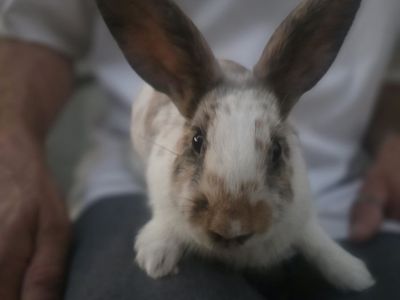 Only 3 left! Rhinelander mix Bunnies