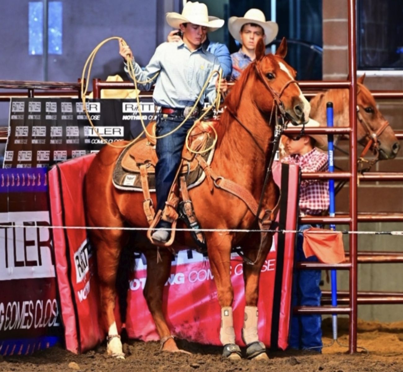 14 Year Old All Around Horse