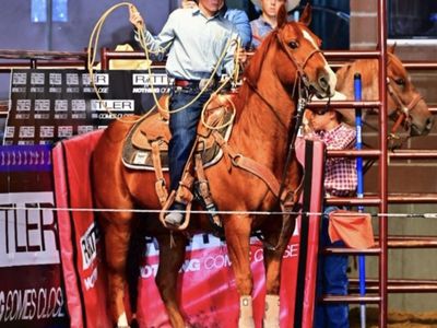 14 Year Old All Around Horse