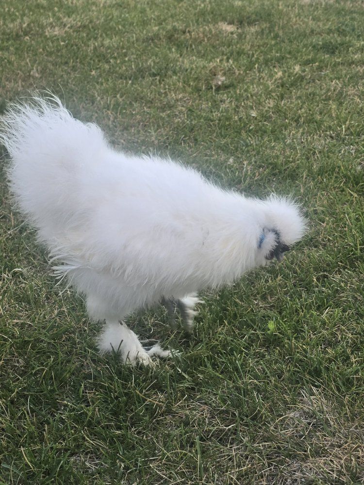White Silkie Chicken - Fluffy, Friendly Poultry for Sale