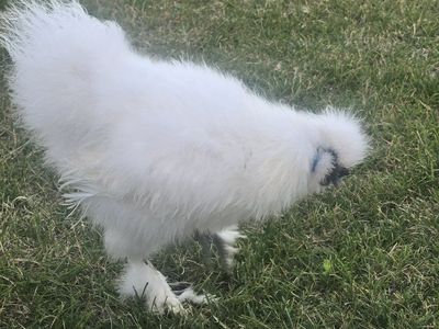 White Silkie Chicken - Fluffy, Friendly Poultry for Sale