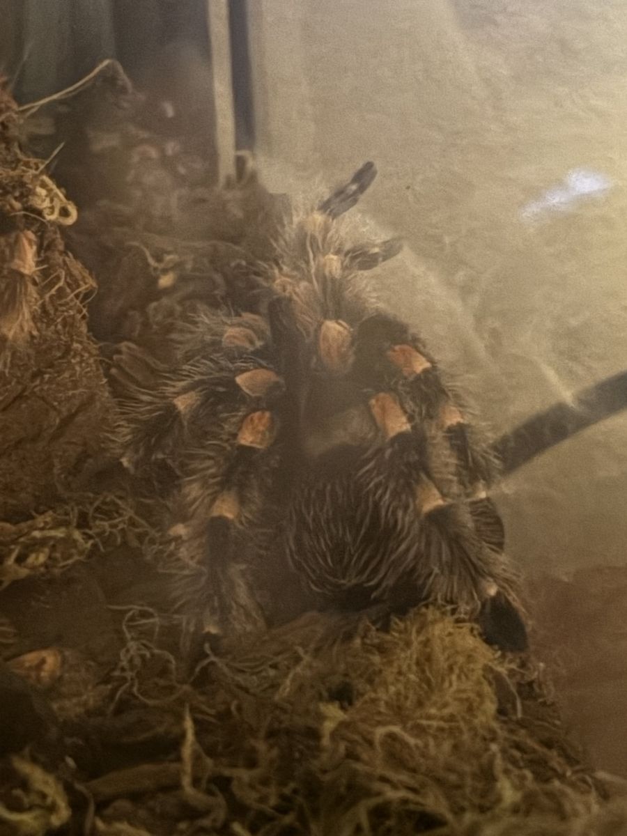Tarantula