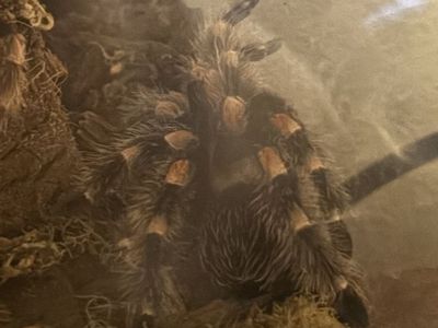 Tarantula