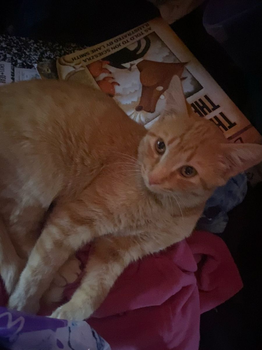 Orange tabby kittens