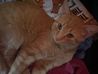 Orange tabby kittens