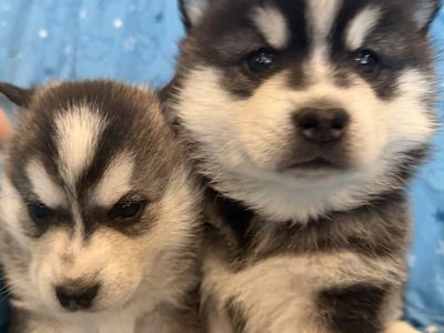 Alaskan Klee Kai Mini Husky Puppies not Pomsky