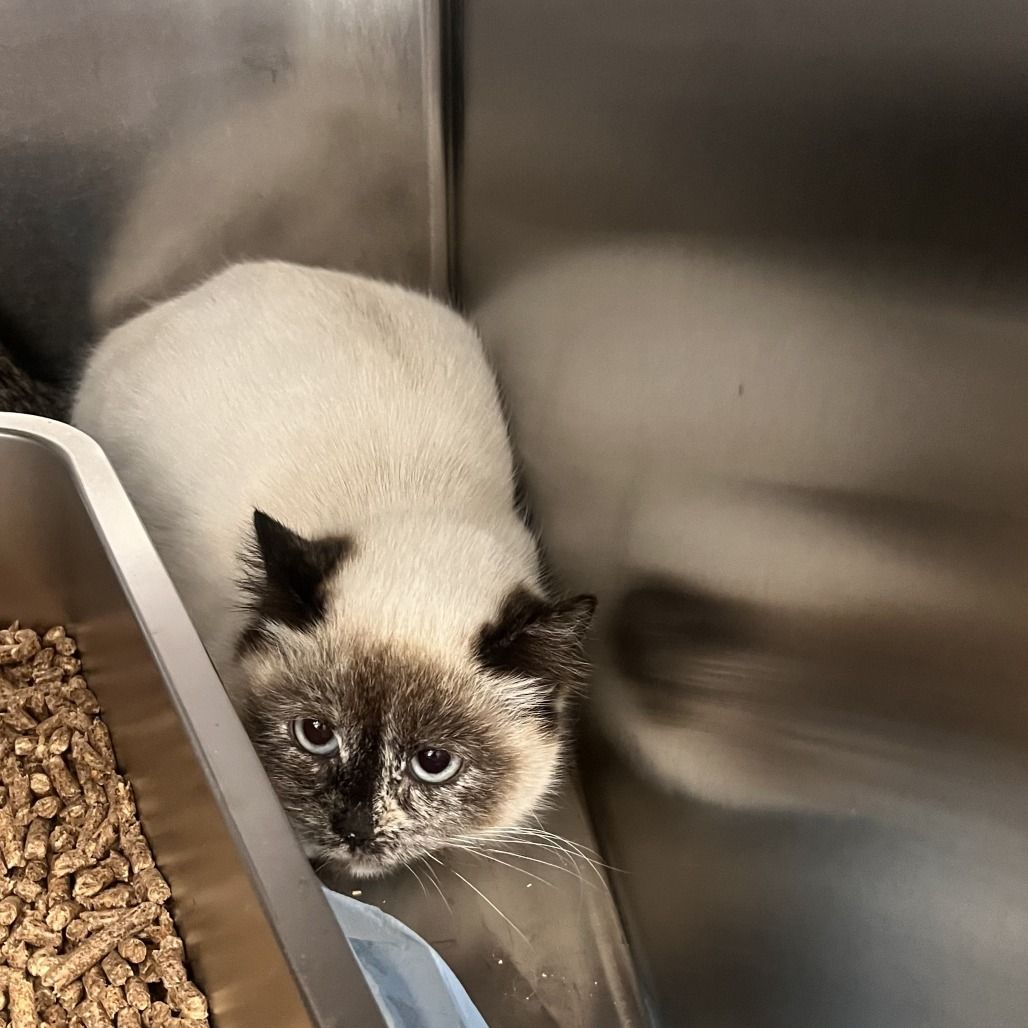 Hello my name is Feliz