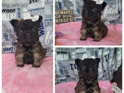 AKC French Bulldogs / Frenchie / Bulldog