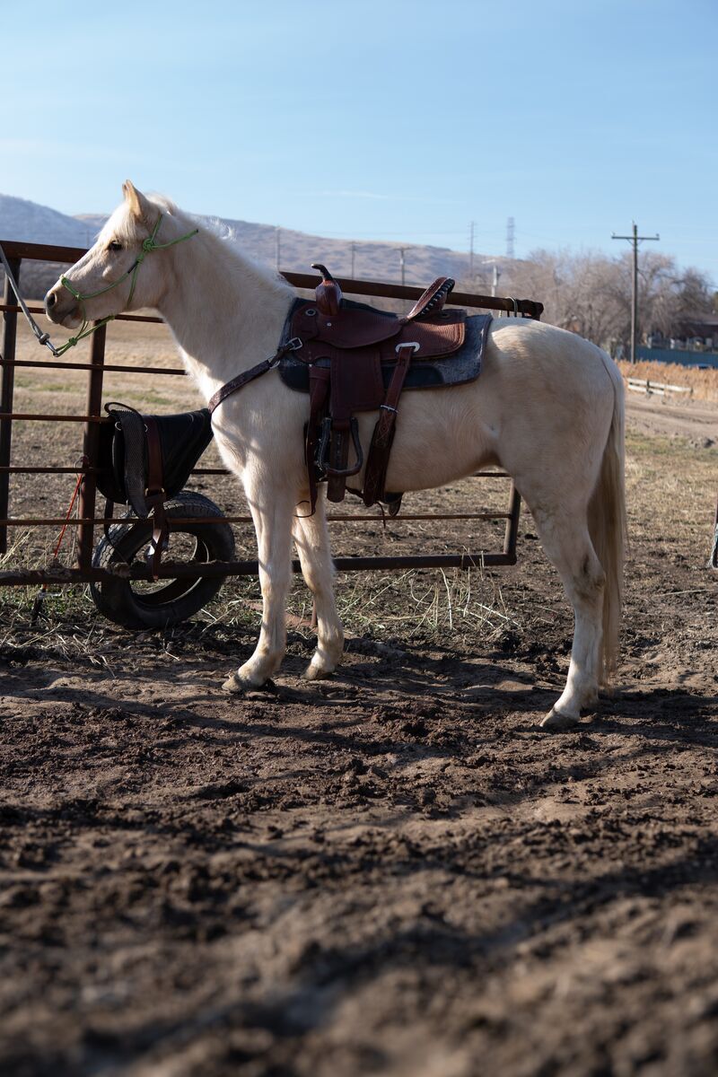 Palomino gelding