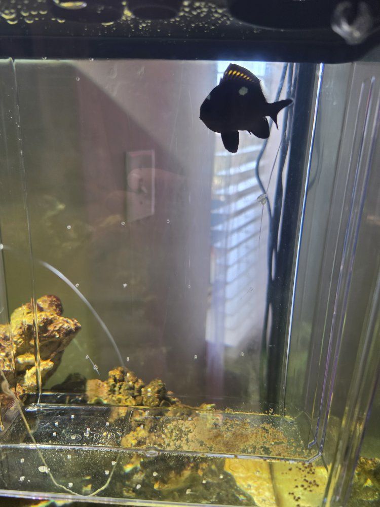 Domino damselfish