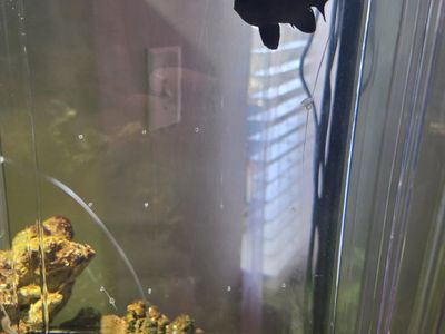 Domino damselfish