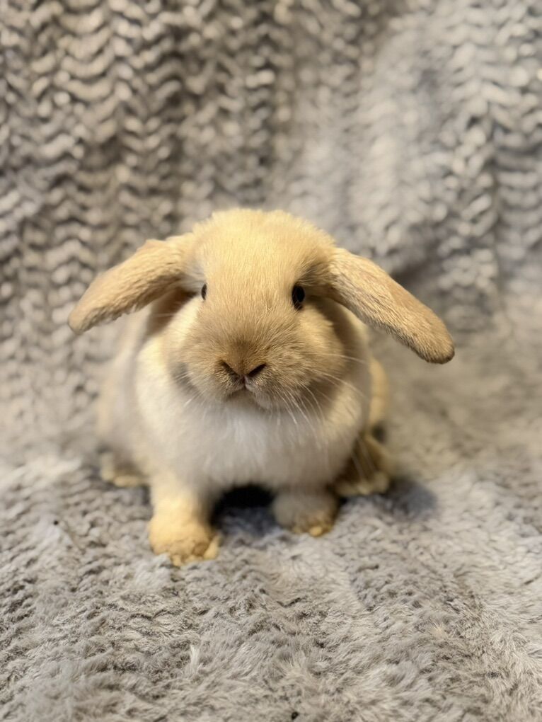 Purebred Holland Lop Buck