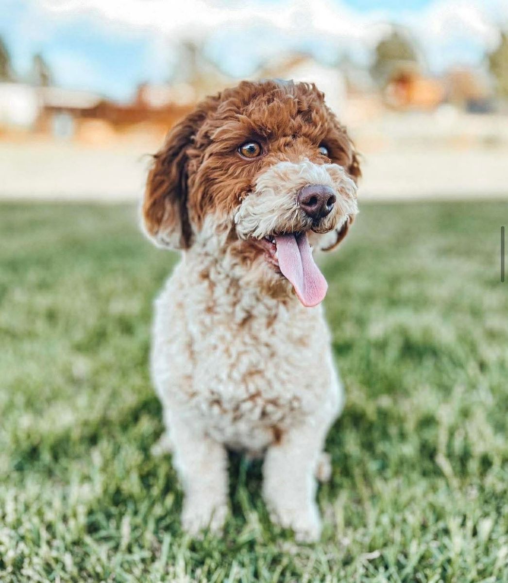 Stud for sale! Toy poodle!