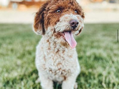 Stud for sale! Toy poodle!