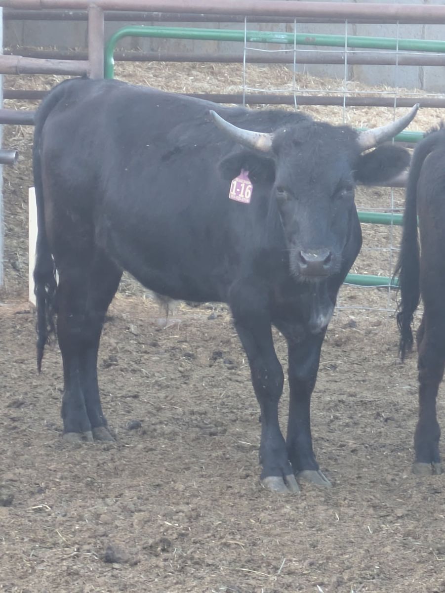 For Sale Fresh Roping Steers