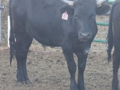 For Sale Fresh Roping Steers