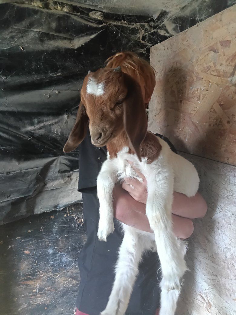 5 Boer kid  starter Herd ABGA sale/trade