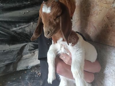 5 Boer kid starter Herd ABGA sale/trade