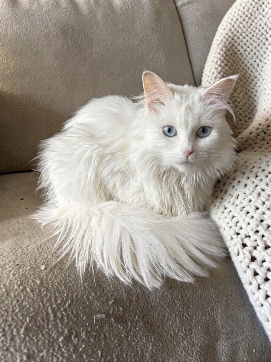 Sweet & Beautiful White Turkish Angora Mix Female Cat