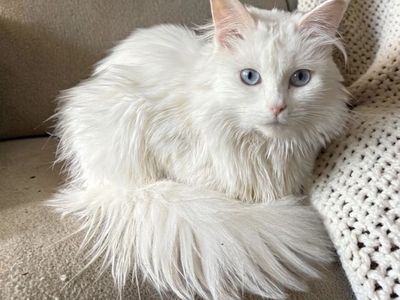 Sweet & Beautiful White Turkish Angora Mix Female Cat