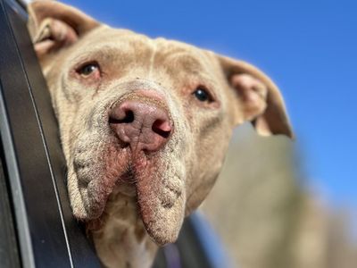 Hello my name is Lincoln