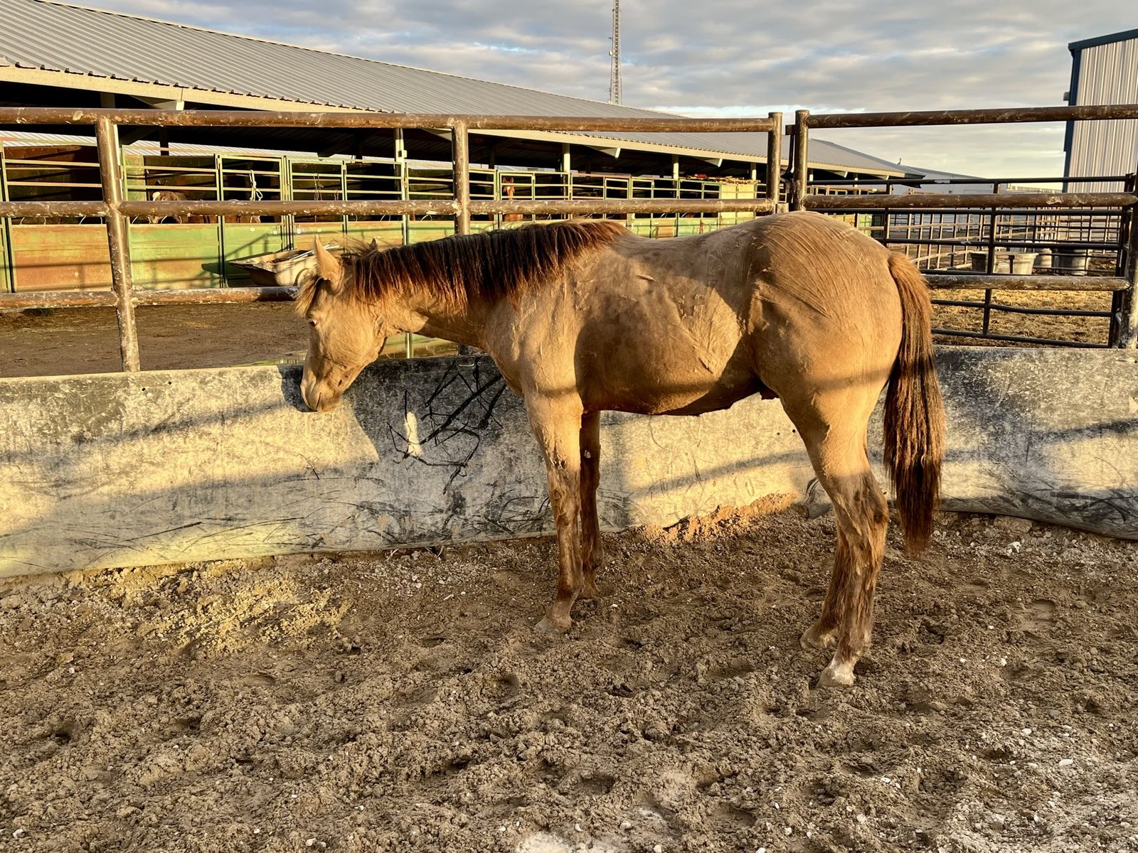 2025 Classic Champagne Cowbred Stud Colt