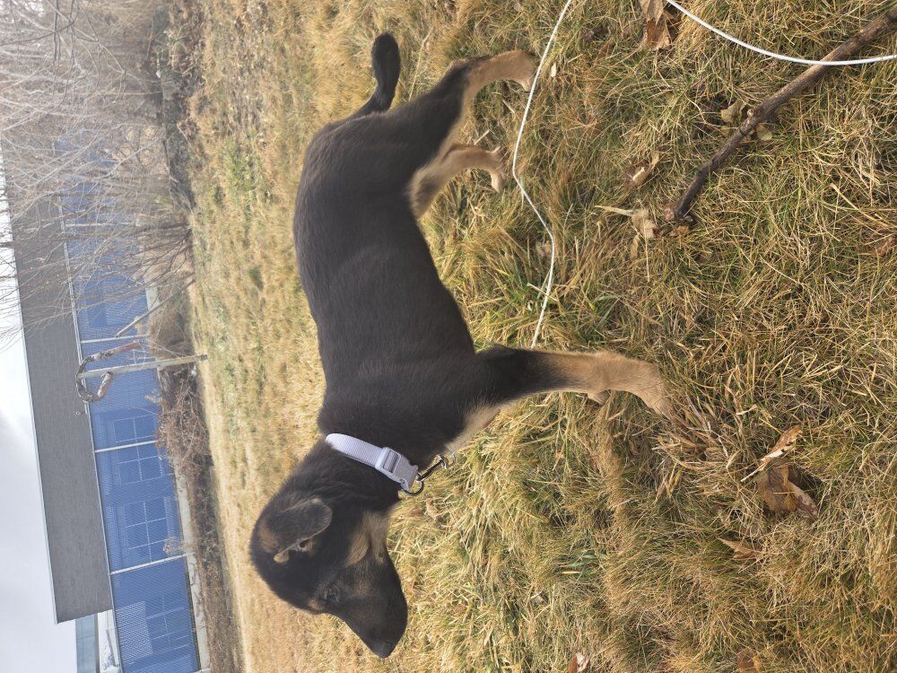 German shepherd puppy