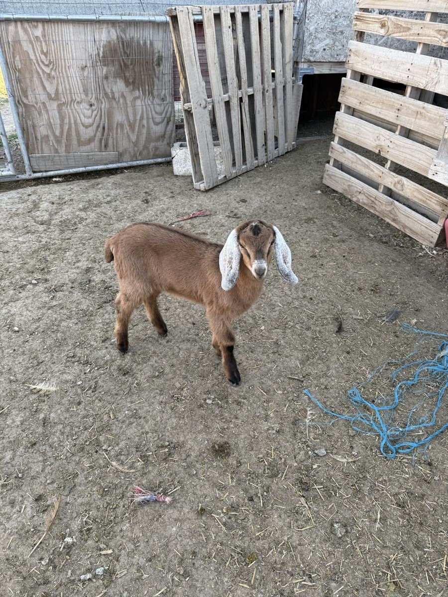Goats for sale