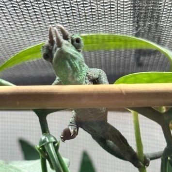 Juvenile Rainbow Jackson's Chameleon