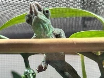 Juvenile Rainbow Jackson's Chameleon