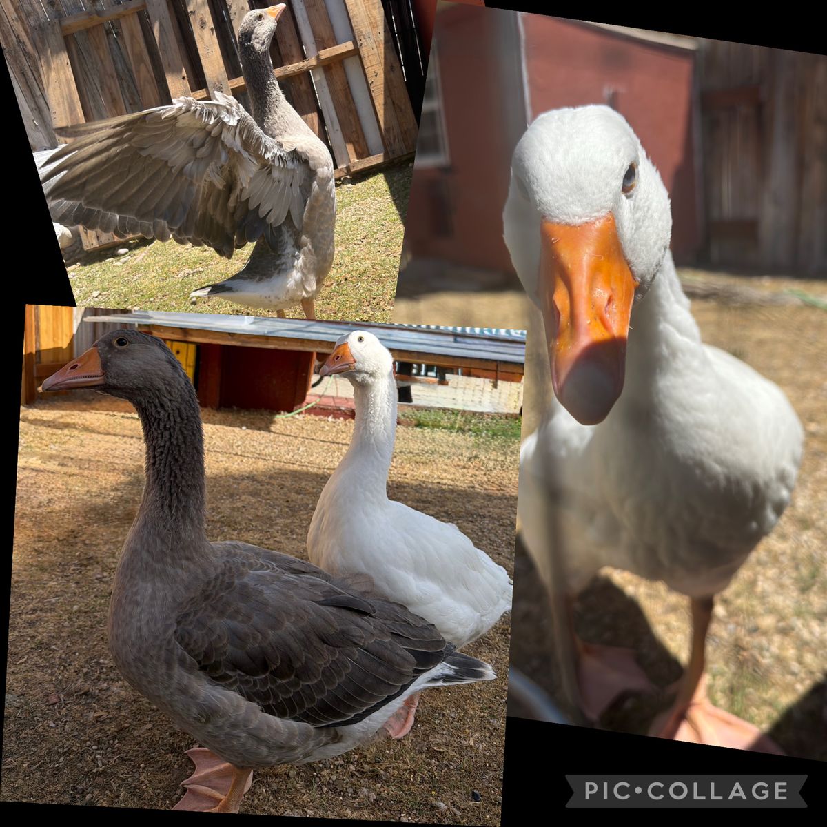 French Toulouse & Embden Geese (FREE) TO A GOOD HOME!! 