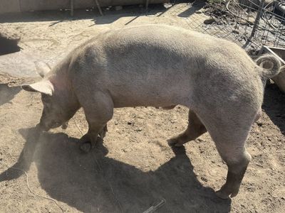 3 year old boar