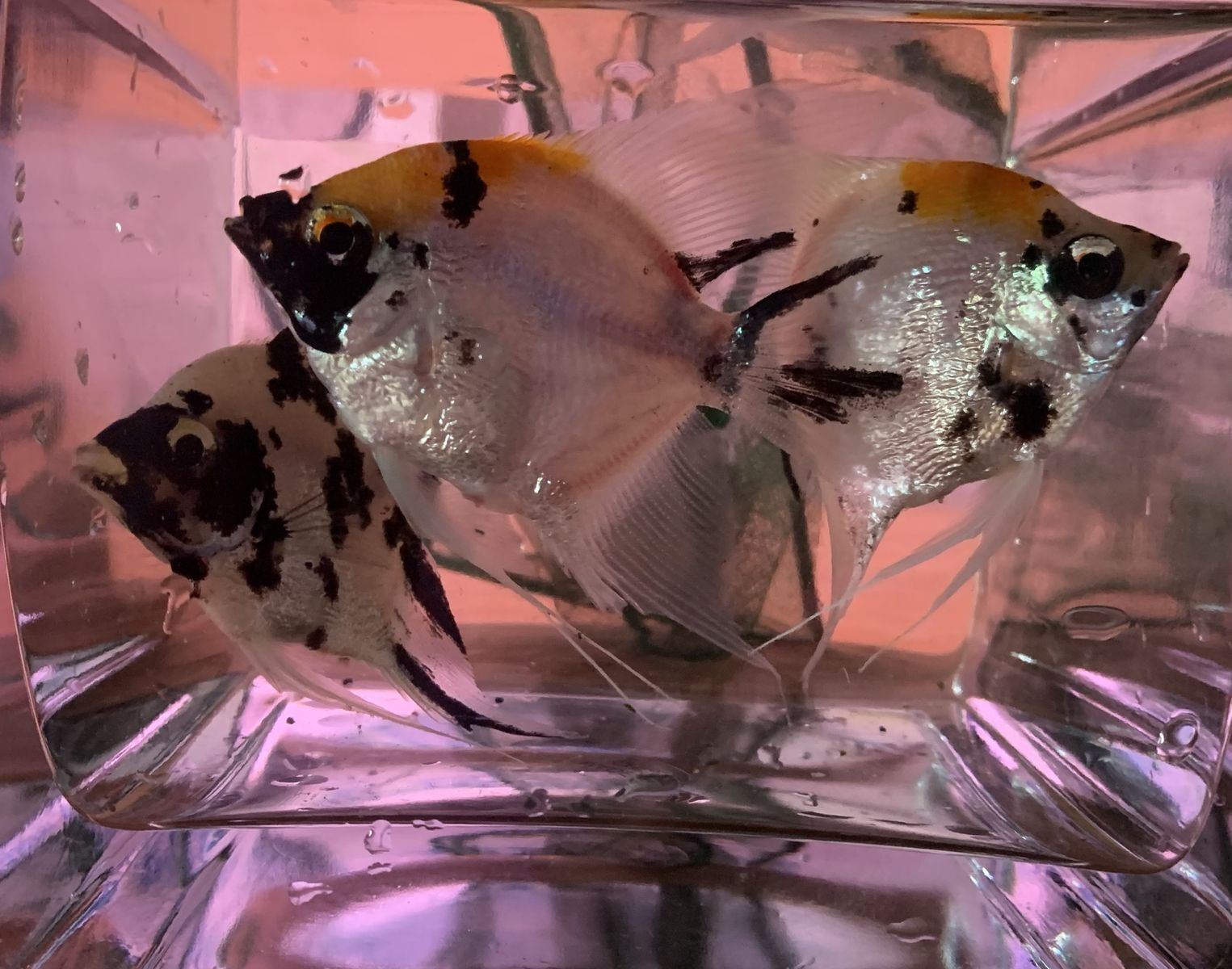 Proven Breeding Pair of Koi Angelfish + 1 Additional Angelfish