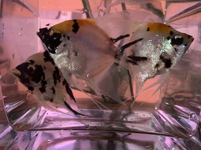 Proven Breeding Pair of Koi Angelfish + 1 Additional Angelfish