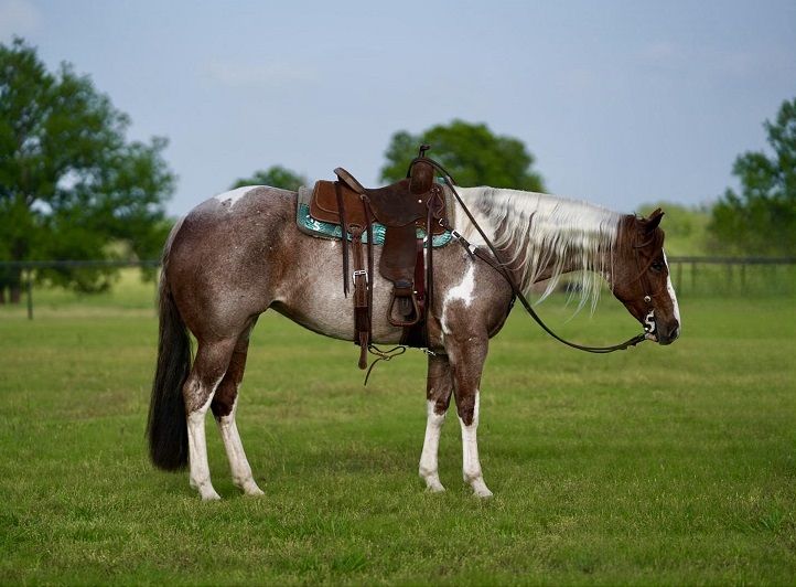 Red Roan and White Paint Horse Mare