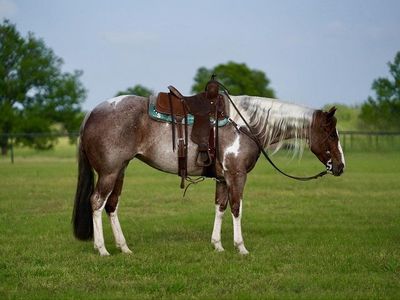 Red Roan and White Paint Horse Mare