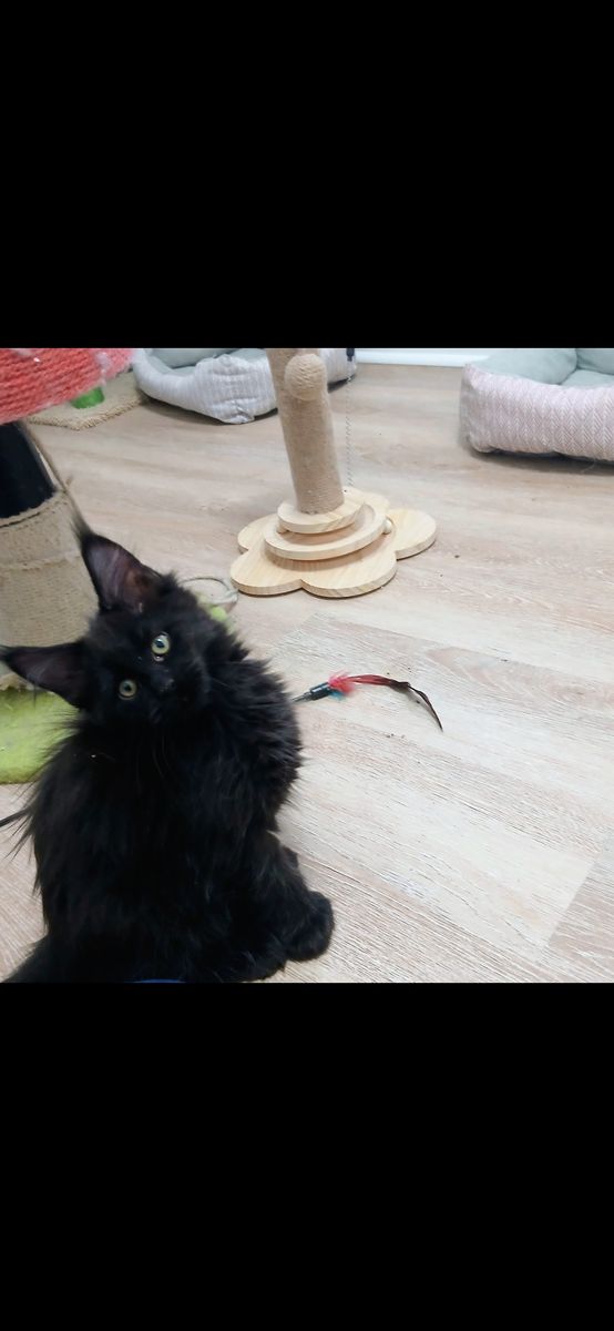 European Polydactyl Maine Coons Black Smoke