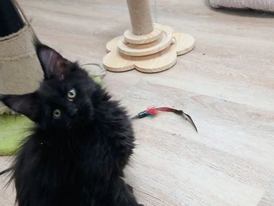 European Polydactyl Maine Coons Black Smoke