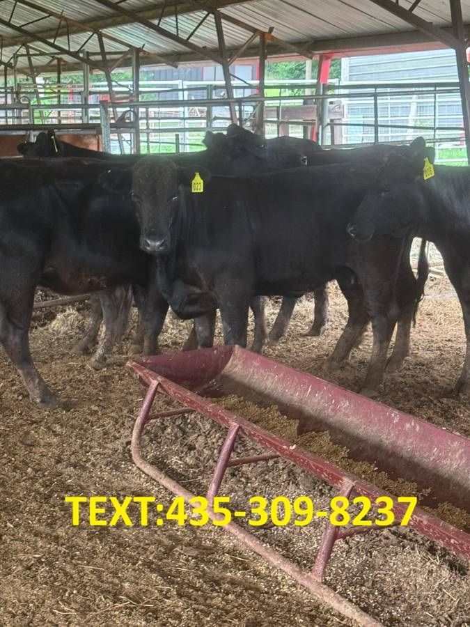 15 bred heifers