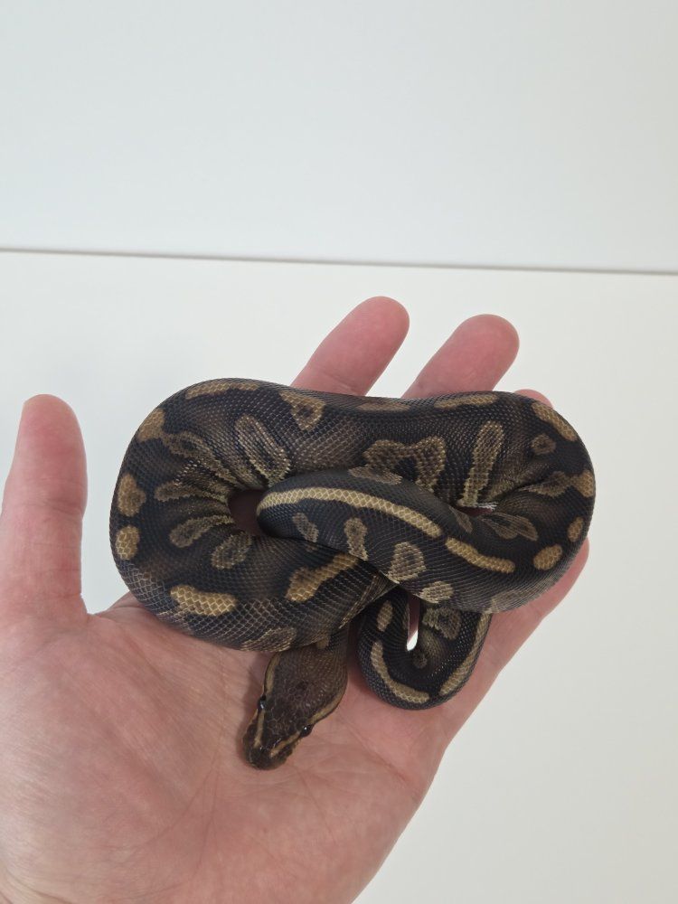 Super Chocolate Het DG Male