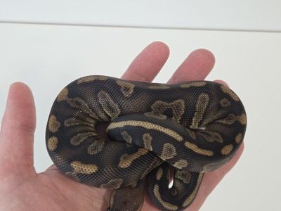 Super Chocolate Het DG Male
