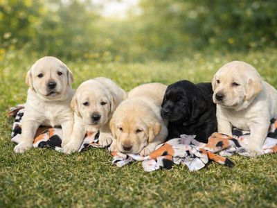 AKC Lab Labrador Puppies