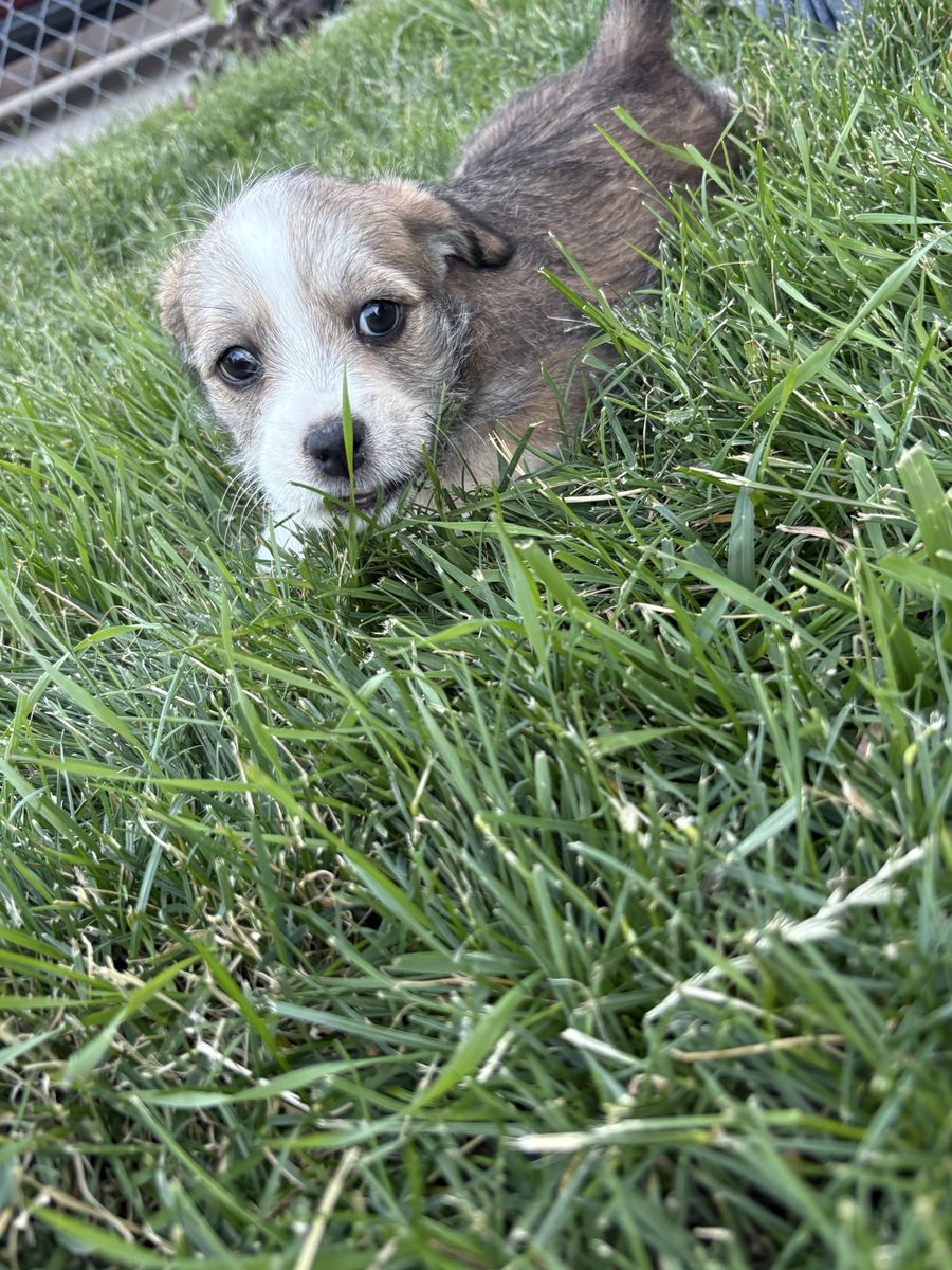 Puppies (Need gone ASAP)